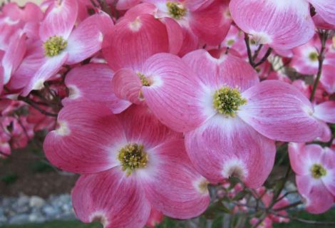 BEAUTIFUL DOGWOOD TREE FLOWERS